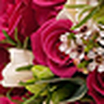 Profile Picture of cafetiere (@cafetiere) on Flickr