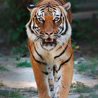 Profile Picture of Charles Hutchinson (@@TheMightyBoss19) on Twitter