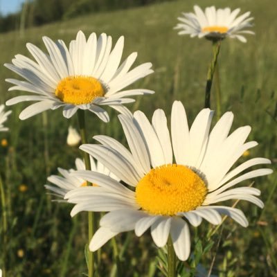 Profile Picture of Michael Sobiech (@CardinalMikeJam) on Twitter