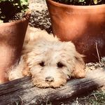 Profile Picture of Ralph Cook (@lifeofcavapooralph) on Instagram