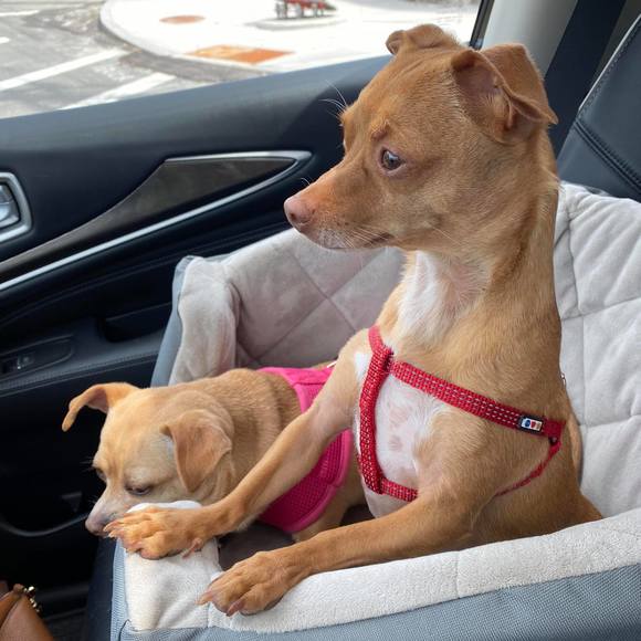 Profile Picture of Kerrin Mcmahon webster (@kerrin1101) on Poshmark