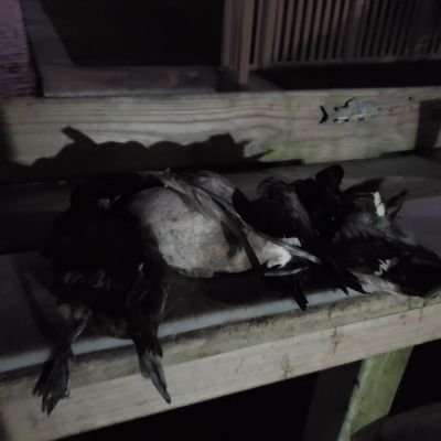 Profile Picture of Sean Feely (@SeanFeely3) on Twitter