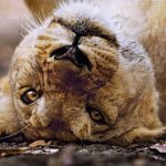 Profile Picture of Dino Hodzic (@Dnice_Knows) on Twitter