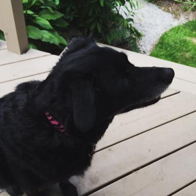 Profile Picture of Alyson Gibson (@algal61) on Twitter