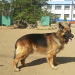 Profile Picture of Bruce_GSD (@bruce_longhairedgsd) on Instagram