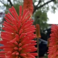 Profile Picture of Nabila Haque (@nabila-haque) on Quora