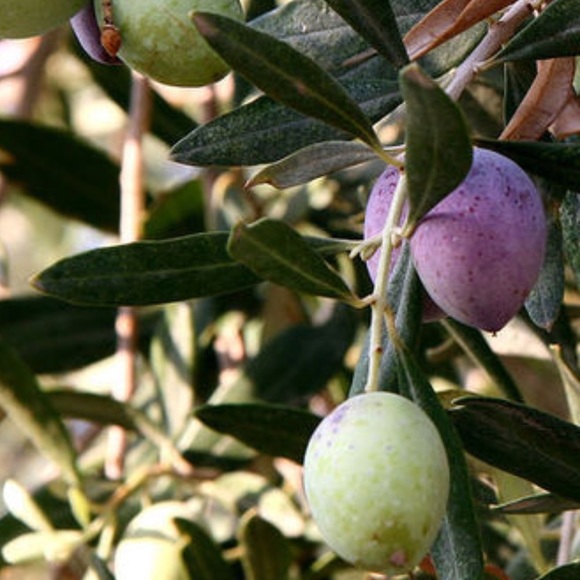 Profile Picture of Batya M (@batya8) on Poshmark