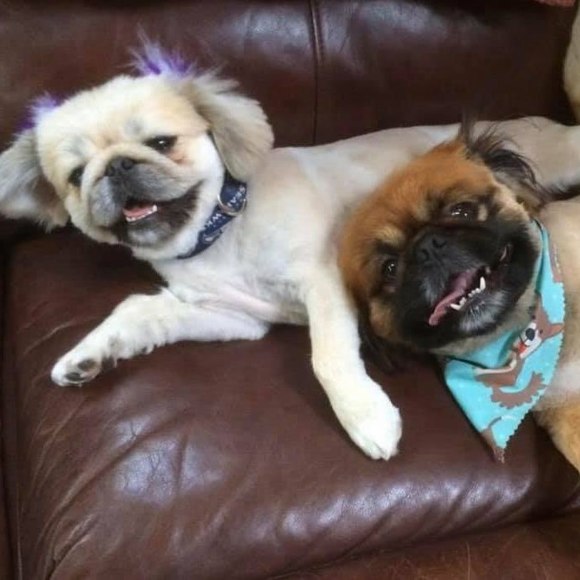 Profile Picture of Laurie Roberts (@luvrpet) on Poshmark