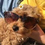 Profile Picture of CaSeY HoRsFaLl (@cool.kid.casey) on Instagram