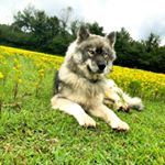 Profile Picture of Timber Wolfe Hunt (@timber_wolfe16) on Instagram