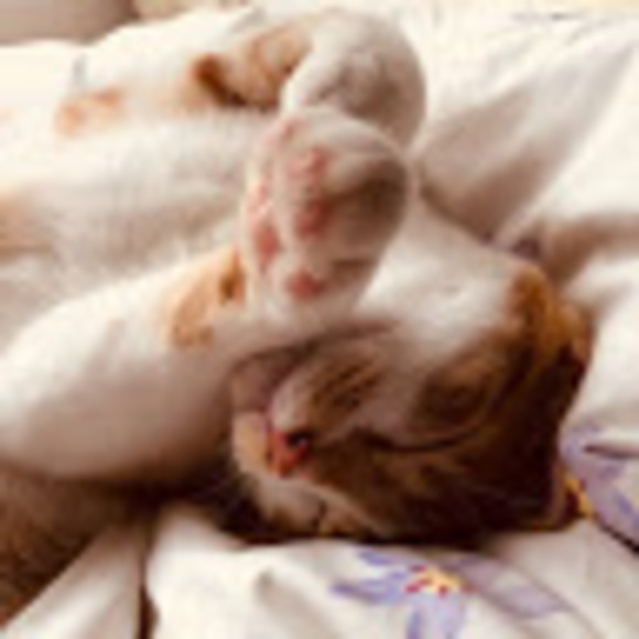 Profile Picture of Isabella Choi (@isabella_choi) on Poshmark