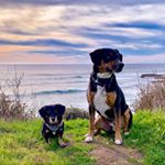 Profile Picture of Hendrix & Melody McPoopers (@mcpoopers) on Instagram