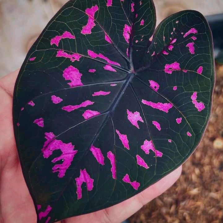 Nevin - Tiktok Profile Picture of Nevin (@dwayneri) on Tiktok