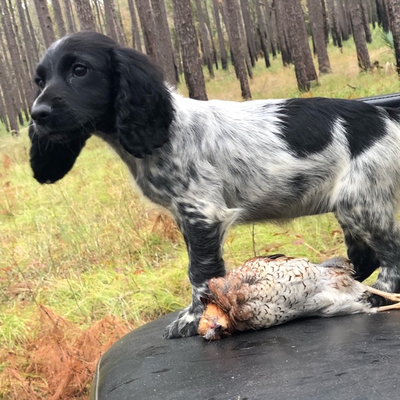 Profile Picture of Robert Varnedoe (@bottleneck61) on Poshmark