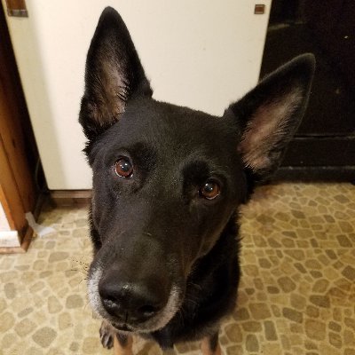 Profile Picture of Dave Meder (@Dave_Meder) on Twitter