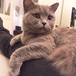 Profile Picture of Kitty (@kitty_scottish_cat) on Instagram