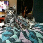 Brian freeland - Instagram Profile Picture of Brian freeland (@flasheselrey) on Instagram