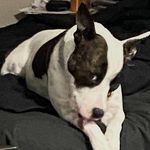 Profile Picture of Brad Hiscock (@hiscocks_rad) on Instagram