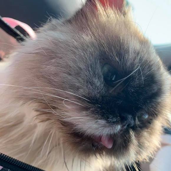 Kelly Feterick - Poshmark Profile Picture of Kelly Feterick (@kelly6355) on Poshmark