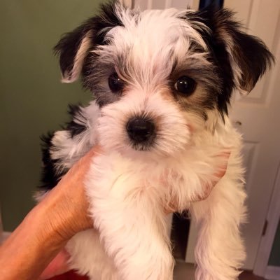 Profile Picture of Mark Bramlett (@MarkBramlett1) on Twitter