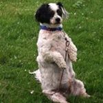 Profile Picture of Dan Yeager (@danny1a33) on Instagram