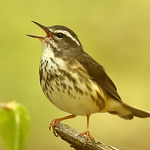 Profile Picture of Andrew Johnson (@andrewj1882) on Flickr