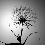 Profile Picture of Hans Schaefer (@hans.schaefer.31) on Facebook
