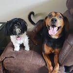 Profile Picture of TIᑎKEᖇᗷEᒪᒪ & ᗰᗩᒍOᖇ + CODY (@tinkerbell_major) on Instagram