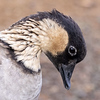 Profile Picture of Daniel Zhang (@ornithos) on Flickr