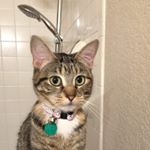 Profile Picture of Cherie Vigil Mulvey (@kittymama500) on Instagram
