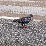 Profile Picture of ClArICe tAYLOR (@mainlypigeons) on Instagram