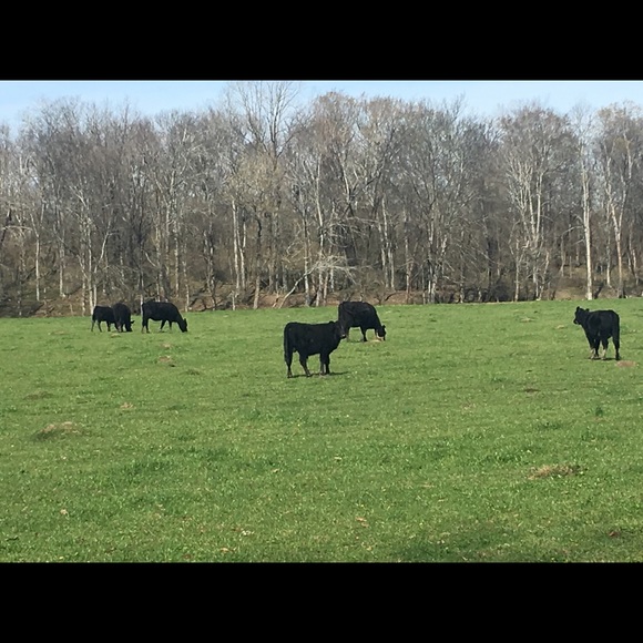 Profile Picture of Hope Watson (@butterfly_966) on Poshmark