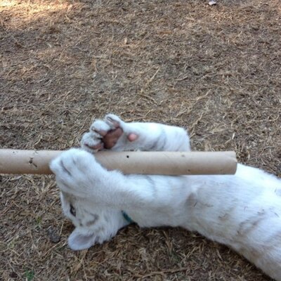 Profile Picture of Scott Kellner (@KellnerScott) on Twitter