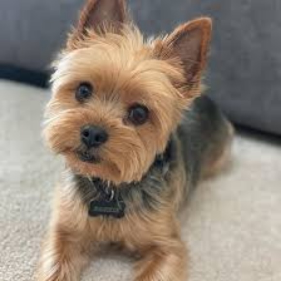 Clarrisa Cadriel - Poshmark Profile Picture of Clarrisa Cadriel (@gabbu211) on Poshmark