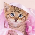 Profile Picture of Tse Nancy (@Tse-Nancy) on Facebook