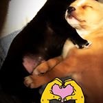 Profile Picture of Francois Joly (@Francoisjoly20) on Twitter