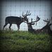 Profile Picture of Ken Whitetail Wonderland Schumann (@kens.whitetailwonderland) on Facebook