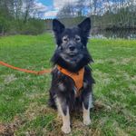 Profile Picture of Erimoone Vilunväre (@vinski_lapinkoira) on Instagram