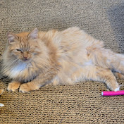 Profile Picture of Nancy Cook (@nancycook5334) on Youtube