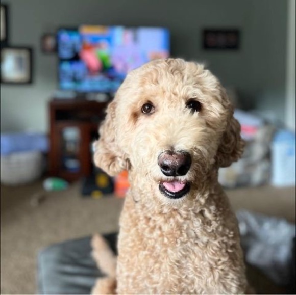 Profile Picture of Alison Devitt (@alisondevitt858) on Poshmark