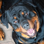 Profile Picture of Doug Pieper (@Doug Pieper) on Flickr