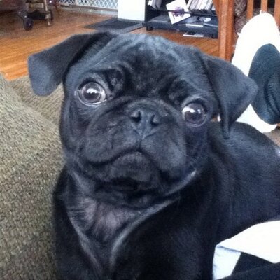 Profile Picture of Kim Marsh (@TinyMastiff) on Twitter