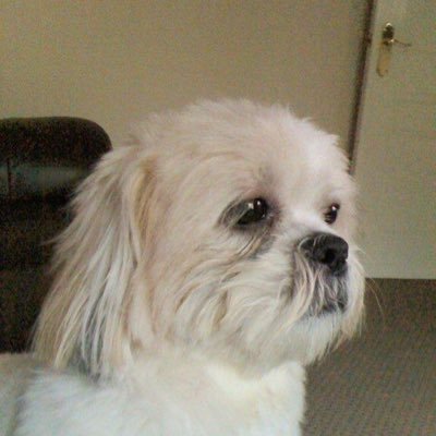 Profile Picture of Joan Wilkins (@JoanWilkins17) on Twitter