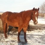 Profile Picture of little Joe (@casey_carrico) on Instagram