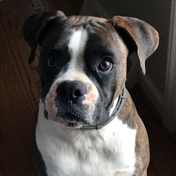 Profile Picture of Lauren Langdon (@llangdon88) on Poshmark