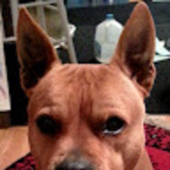 Profile Picture of William Dildine (@wpdildine) on Poshmark