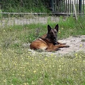 Profile Picture of robert Bouwmans (@robertbouwmans) on Tiktok