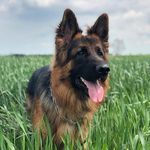 Profile Picture of RIP Pebbles~ 24/08/19💔 (@james._robinson_) on Instagram