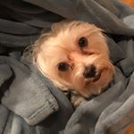 Profile Picture of Anika Malhotra (@anna_mal_mal_san_4564) on Instagram