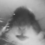 Profile Picture of Eric Oropeza (@eric_aka_bagerboy) on Instagram